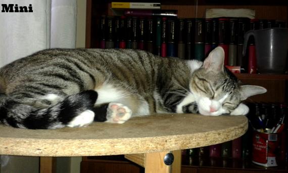 Maxcotea | Foto de Mini - Gato, Raza: Gato común europeo | Maxcotea, Adopción de mascotas. Adopción de perros. Adopción de gatos.