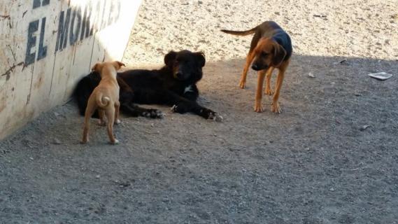 Maxcotea | Foto de Yang - Perro, Raza: Pastor Belga
 | Maxcotea, Adopción de mascotas. Adopción de perros. Adopción de gatos.