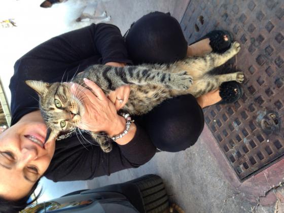 Maxcotea | Foto de Tigreton - Gato, Raza: Gato común europeo | Maxcotea, Adopción de mascotas. Adopción de perros. Adopción de gatos.
