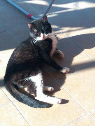 Maxcotea | Foto de FELIPE - Gato, Raza: Gato común europeo | FELIPE | Maxcotea, Adopción de mascotas. Adopción de perros. Adopción de gatos.