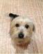 Maxcotea | Foto de Roni - Perro, Raza: Yorkshire terrier
 | Fotos de Roni | Maxcotea, Adopción de mascotas. Adopción de perros. Adopción de gatos.