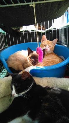 Maxcotea | Foto de MILI - Gato, Raza: Gato común europeo | MILI EN ADOPCION | Maxcotea, Adopción de mascotas. Adopción de perros. Adopción de gatos.