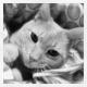 Maxcotea | Foto de Tuno - Gato, Raza: Gato común europeo | El rey de las camas | Maxcotea, Adopción de mascotas. Adopción de perros. Adopción de gatos.