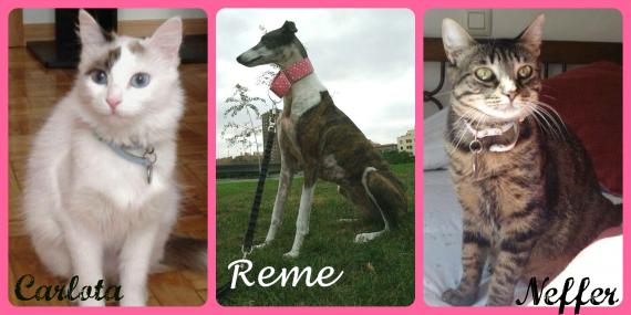 Maxcotea | Foto de Carlota,NefferADOPTADAS y Reme  - Otro, Raza: Otro | Maxcotea, Adopción de mascotas. Adopción de perros. Adopción de gatos.