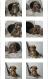 Maxcotea | Foto de Neska - Perro, Raza: Otro | Neska | Maxcotea, Adopción de mascotas. Adopción de perros. Adopción de gatos.