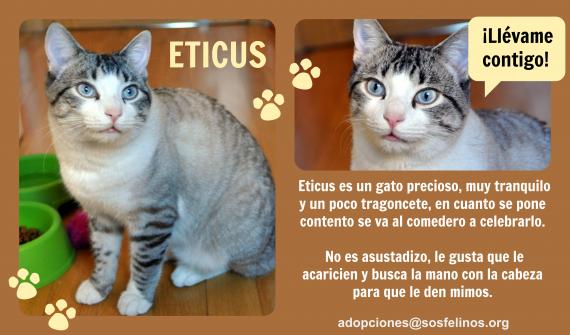 Maxcotea | Foto de Eticus - Gato, Raza: Gato común europeo | Eticus en adopción | Maxcotea, Adopción de mascotas. Adopción de perros. Adopción de gatos.