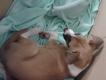 Maxcotea | Foto de Brownie - Perro, Raza: Otro | Stewe y brownie | Maxcotea, Adopción de mascotas. Adopción de perros. Adopción de gatos.