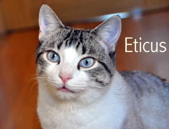 Maxcotea | Foto de Eticus - Gato, Raza: Gato común europeo | Maxcotea, Adopción de mascotas. Adopción de perros. Adopción de gatos.
