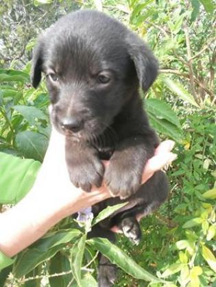 Maxcotea | Foto de EROS - Perro, Raza: Labrador Retriever
 | Maxcotea, Adopción de mascotas. Adopción de perros. Adopción de gatos.