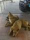 Maxcotea | Foto de BARBAS - Perro, Raza: Otro | BARBAS BUSCA UN BUEN HOGAR | Maxcotea, Adopción de mascotas. Adopción de perros. Adopción de gatos.