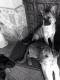 Maxcotea | Foto de BARBAS - Perro, Raza: Otro | BARBAS BUSCA UN BUEN HOGAR | Maxcotea, Adopción de mascotas. Adopción de perros. Adopción de gatos.