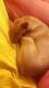 Maxcotea | Foto de Candelyna - Perro, Raza: Podenco Ibicenco
 | Csndelyna | Maxcotea, Adopción de mascotas. Adopción de perros. Adopción de gatos.