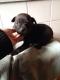 Maxcotea | Foto de Lola - Perro, Raza: Staffordshire Bull Terrier | Dia a dia | Maxcotea, Adopción de mascotas. Adopción de perros. Adopción de gatos.