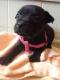 Maxcotea | Foto de Lola - Perro, Raza: Staffordshire Bull Terrier | Dia a dia | Maxcotea, Adopción de mascotas. Adopción de perros. Adopción de gatos.