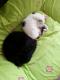 Maxcotea | Foto de LEIA - Gato, Raza: Pelicorto Europeo
 | LEIA busca hogar | Maxcotea, Adopción de mascotas. Adopción de perros. Adopción de gatos.