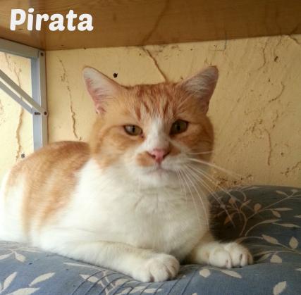 Maxcotea | Foto de Pirata - Gato, Raza: Gato común europeo | Maxcotea, Adopción de mascotas. Adopción de perros. Adopción de gatos.