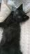 Maxcotea | Foto de Moon - Gato, Raza: Gato común europeo | Album de Moon | Maxcotea, Adopción de mascotas. Adopción de perros. Adopción de gatos.