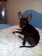 Maxcotea | Foto de Pelayo - Perro, Raza: Pinscher Miniatura
 | Pelayo | Maxcotea, Adopción de mascotas. Adopción de perros. Adopción de gatos.