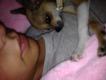 Maxcotea | Foto de pepita - Perro, Raza: Chihuahua
 | pepita | Maxcotea, Adopción de mascotas. Adopción de perros. Adopción de gatos.