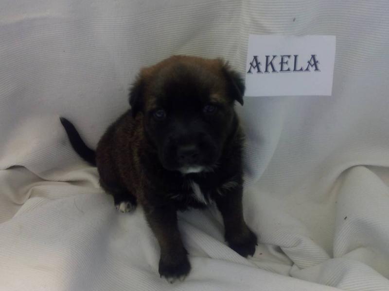 Maxcotea | Foto de Akela - Perro, Raza: Otro | Akela | Maxcotea, Adopción de mascotas. Adopción de perros. Adopción de gatos.