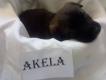 Maxcotea | Foto de Akela - Perro, Raza: Otro | Akela | Maxcotea, Adopción de mascotas. Adopción de perros. Adopción de gatos.