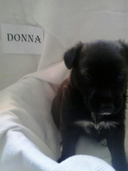 Maxcotea | Foto de Donna - Perro, Raza: Otro | Donna | Maxcotea, Adopción de mascotas. Adopción de perros. Adopción de gatos.