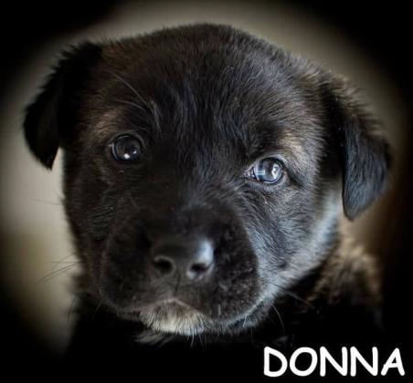 Maxcotea | Foto de Donna - Perro, Raza: Otro | Donna | Maxcotea, Adopción de mascotas. Adopción de perros. Adopción de gatos.