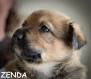 Maxcotea | Foto de Zenda - Perro, Raza: Otro | Zenda | Maxcotea, Adopción de mascotas. Adopción de perros. Adopción de gatos.