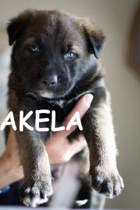 Maxcotea | Foto de Akela - Perro, Raza: Otro | Maxcotea, Adopción de mascotas. Adopción de perros. Adopción de gatos.