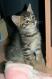 Maxcotea | Foto de Jack - Gato, Raza: Gato común europeo | 🌸Jack🌸 | Maxcotea, Adopción de mascotas. Adopción de perros. Adopción de gatos.