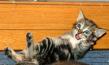 Maxcotea | Foto de Corso - Gato, Raza: Gato común europeo | 🌸Corso🌸 | Maxcotea, Adopción de mascotas. Adopción de perros. Adopción de gatos.