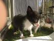 Maxcotea | Foto de Bruce - Gato, Raza: Gato común europeo | 🌸Bruce🌸 | Maxcotea, Adopción de mascotas. Adopción de perros. Adopción de gatos.
