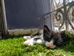 Maxcotea | Foto de Bruce - Gato, Raza: Gato común europeo | 🌸Bruce🌸 | Maxcotea, Adopción de mascotas. Adopción de perros. Adopción de gatos.