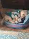 Maxcotea | Foto de Jackie - Perro, Raza: Bichon maltes
 | 🌸Jackie🌸 | Maxcotea, Adopción de mascotas. Adopción de perros. Adopción de gatos.