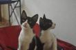 Maxcotea | Foto de Travolta - Gato, Raza: Gato común europeo | 🌸Travolta🌸 | Maxcotea, Adopción de mascotas. Adopción de perros. Adopción de gatos.