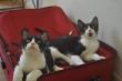 Maxcotea | Foto de Travolta - Gato, Raza: Gato común europeo | 🌸Travolta🌸 | Maxcotea, Adopción de mascotas. Adopción de perros. Adopción de gatos.