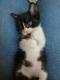 Maxcotea | Foto de Tarantino - Gato, Raza: Gato común europeo | 🌸Tarantino🌸 | Maxcotea, Adopción de mascotas. Adopción de perros. Adopción de gatos.