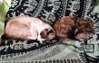 Maxcotea | Foto de Sharon - Gato, Raza: Siames
 | 🌸Sharon🌸 | Maxcotea, Adopción de mascotas. Adopción de perros. Adopción de gatos.