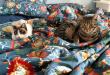 Maxcotea | Foto de Sharon - Gato, Raza: Siames
 | 🌸Sharon🌸 | Maxcotea, Adopción de mascotas. Adopción de perros. Adopción de gatos.