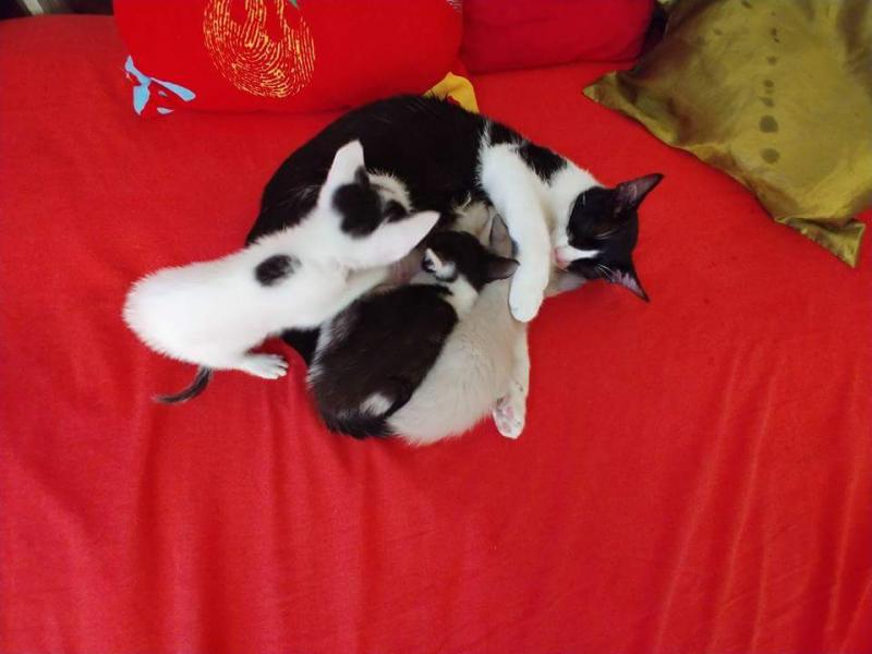 Maxcotea | Foto de Venecia - Gato, Raza: Gato común europeo | 🌸Venecia🌸 | Maxcotea, Adopción de mascotas. Adopción de perros. Adopción de gatos.
