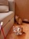 Maxcotea | Foto de Valiant DEP - Gato, Raza: Gato común europeo | 🌸Valiant🌸 | Maxcotea, Adopción de mascotas. Adopción de perros. Adopción de gatos.
