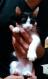 Maxcotea | Foto de Brooklyn - Gato, Raza: Gato común europeo | 🌸Brooklyn🌸 | Maxcotea, Adopción de mascotas. Adopción de perros. Adopción de gatos.