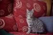 Maxcotea | Foto de Molly - Gato, Raza: Gato común europeo | MOLLY EN ADOPCION | Maxcotea, Adopción de mascotas. Adopción de perros. Adopción de gatos.