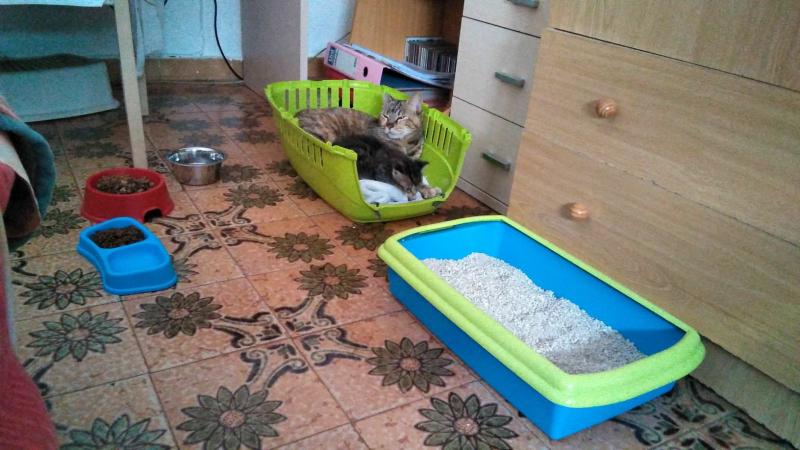 Maxcotea | Foto de Keisi - Gato, Raza: Gato común europeo | 🌸Keisi🌸 | Maxcotea, Adopción de mascotas. Adopción de perros. Adopción de gatos.