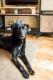 Maxcotea | Foto de Trosky - Perro, Raza: Labrador Retriever
 | Trosky | Maxcotea, Adopción de mascotas. Adopción de perros. Adopción de gatos.