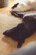 Maxcotea | Foto de Trosky - Perro, Raza: Labrador Retriever
 | Trosky | Maxcotea, Adopción de mascotas. Adopción de perros. Adopción de gatos.