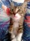 Maxcotea | Foto de Twister - Gato, Raza: Gato común europeo | Twister en adopción | Maxcotea, Adopción de mascotas. Adopción de perros. Adopción de gatos.