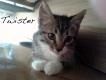 Maxcotea | Foto de Twister - Gato, Raza: Gato común europeo | Twister en adopción | Maxcotea, Adopción de mascotas. Adopción de perros. Adopción de gatos.