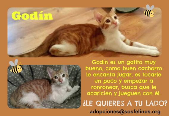 Maxcotea | Foto de Godín - Gato, Raza: Gato común europeo | Godín en adopción | Maxcotea, Adopción de mascotas. Adopción de perros. Adopción de gatos.