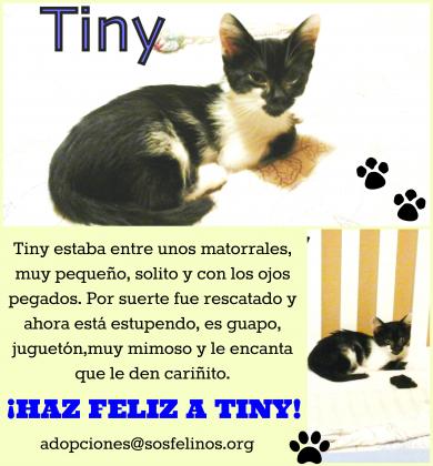 Maxcotea | Foto de Tiny - Gato, Raza: Gato común europeo | Tiny en adopción | Maxcotea, Adopción de mascotas. Adopción de perros. Adopción de gatos.